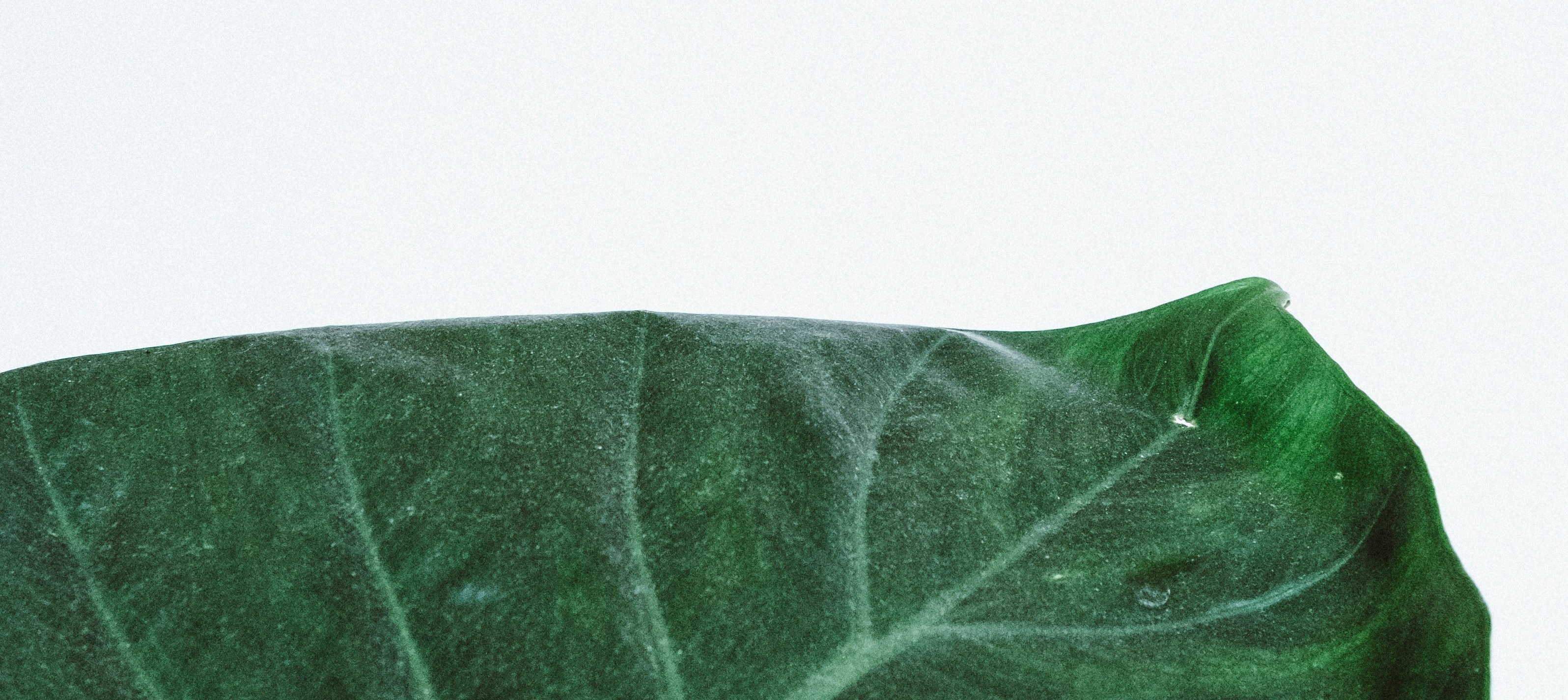 The Boundaries of the Aesthetic